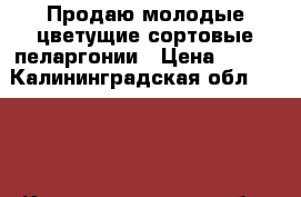 Продаю молодые цветущие сортовые пеларгонии › Цена ­ 500 - Калининградская обл.  »    . Калининградская обл.